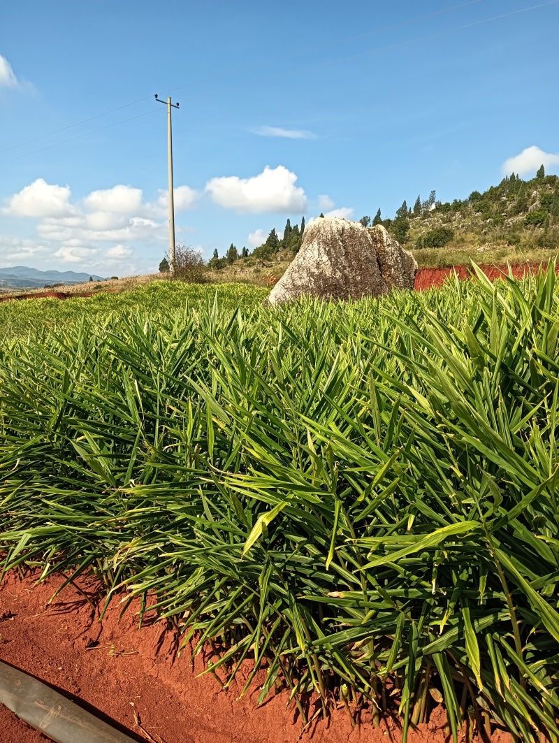 云南文山砚山自产自销湖南二号