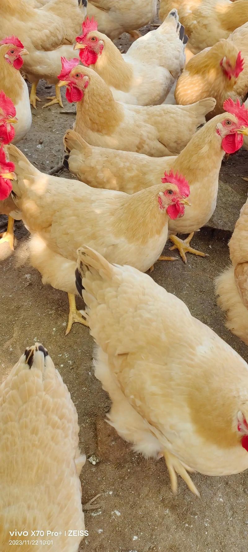 活禽
