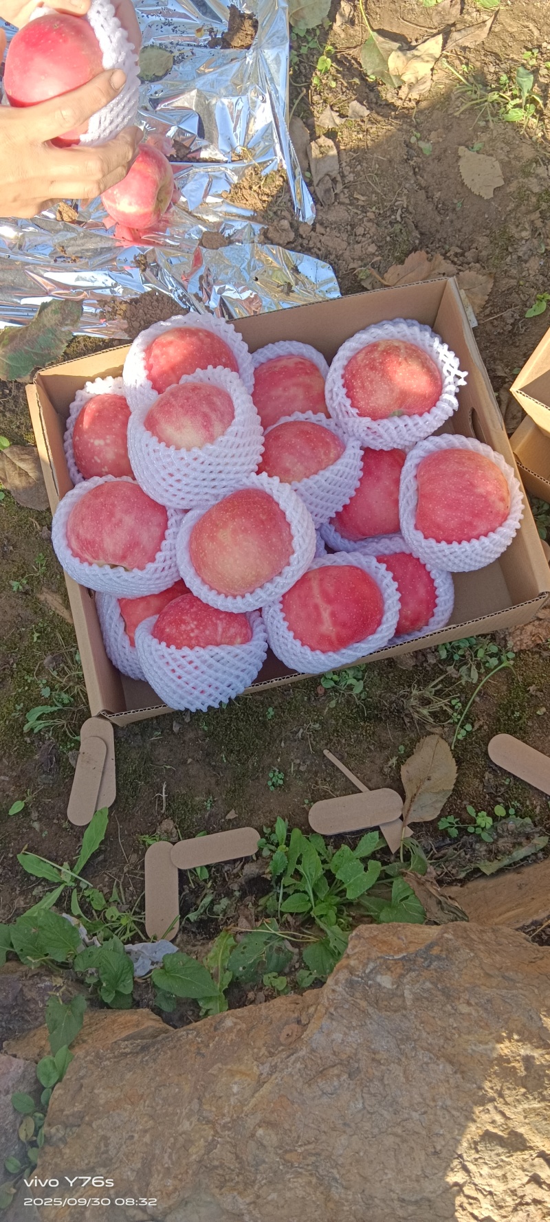 三优富士苹果