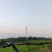 岗梅苗基地直销