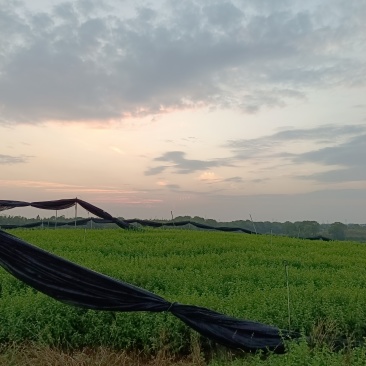 岗梅苗基地直销