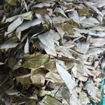 小根淫羊雚
