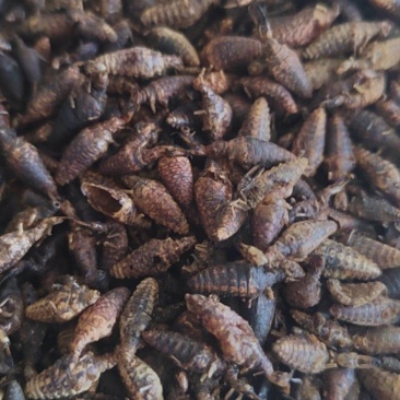 金沙牛地克牛干货