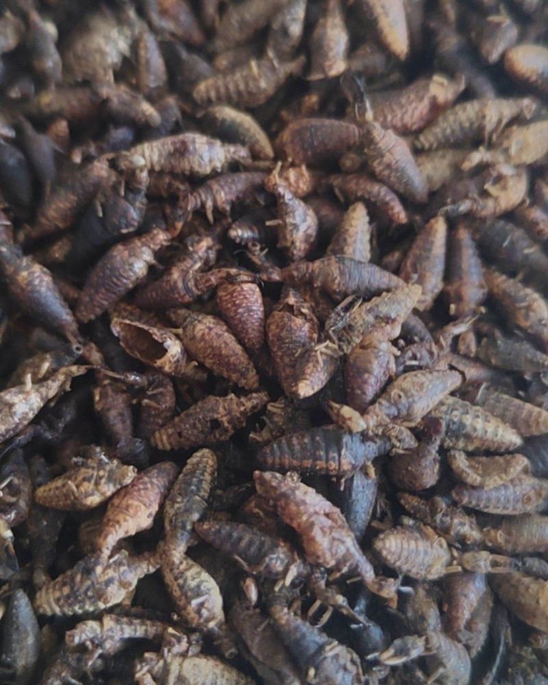 金沙牛地克牛干货