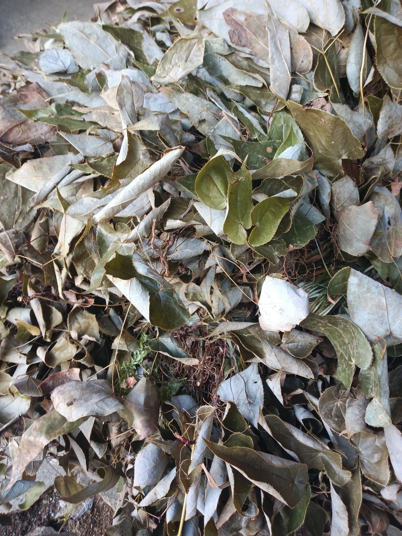 小根淫羊雚