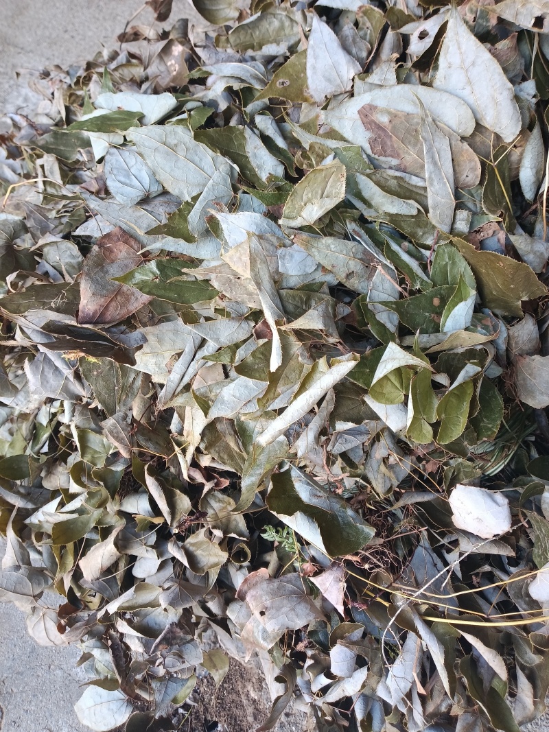 小根淫羊雚