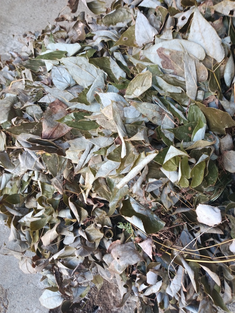 小根淫羊雚
