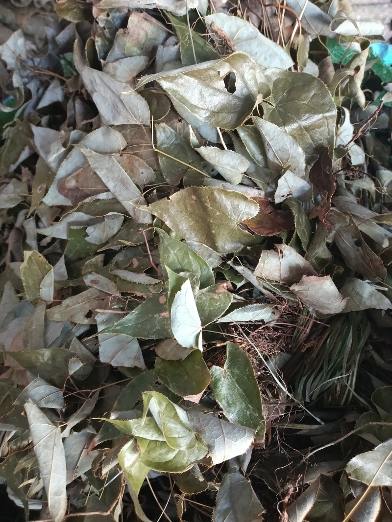 小根淫羊雚