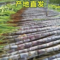《万人合作商》广西特产黑皮甘蔗大量上市产地直发欢迎来电