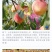 金秋红蜜，地址位于山东青岛莱西南墅袁家村