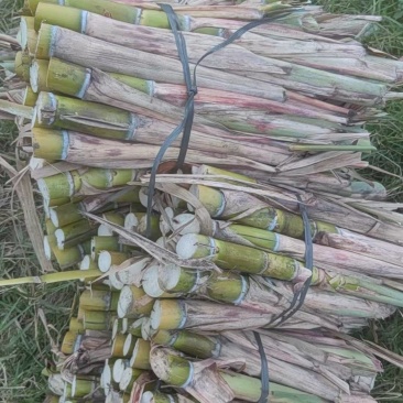 《精选》广西黄皮甘蔗苗脱毒种苗基地直发提供技术指导