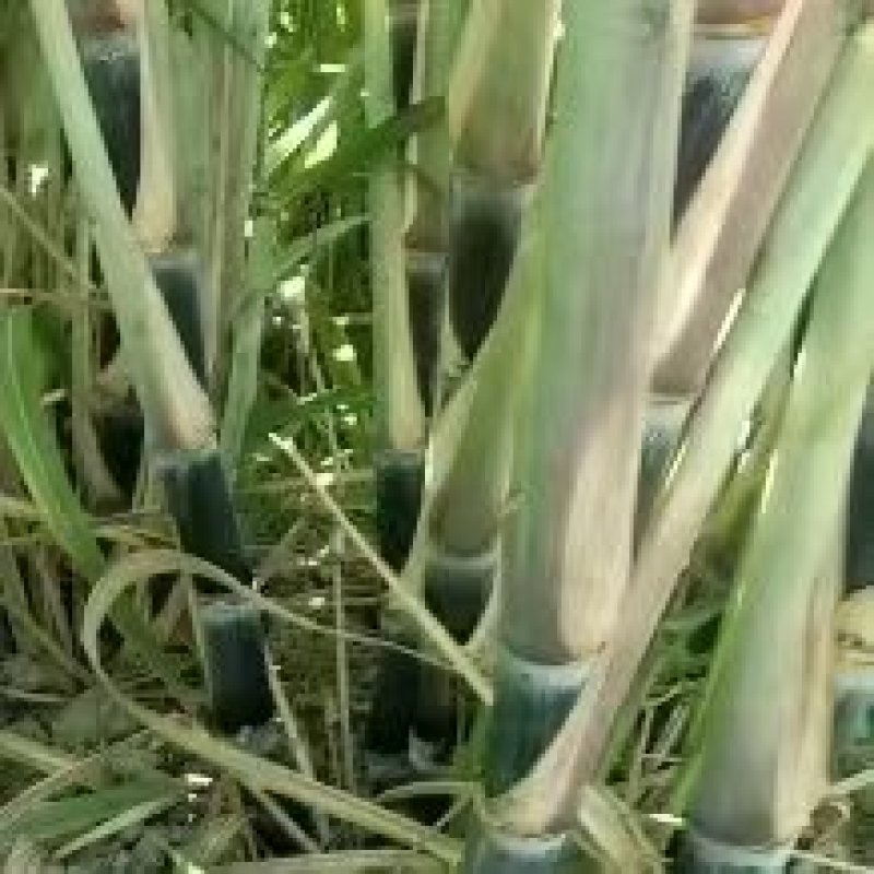 《精选》广西黄皮甘蔗苗脱毒种苗基地直发提供技术指导