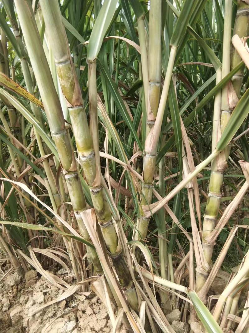 《精选》广西黄皮甘蔗苗脱毒种苗基地直发提供技术指导