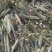 《精选》广西黄皮甘蔗苗脱毒种苗基地直发提供技术指导