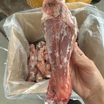 羊金刚羊前小腿