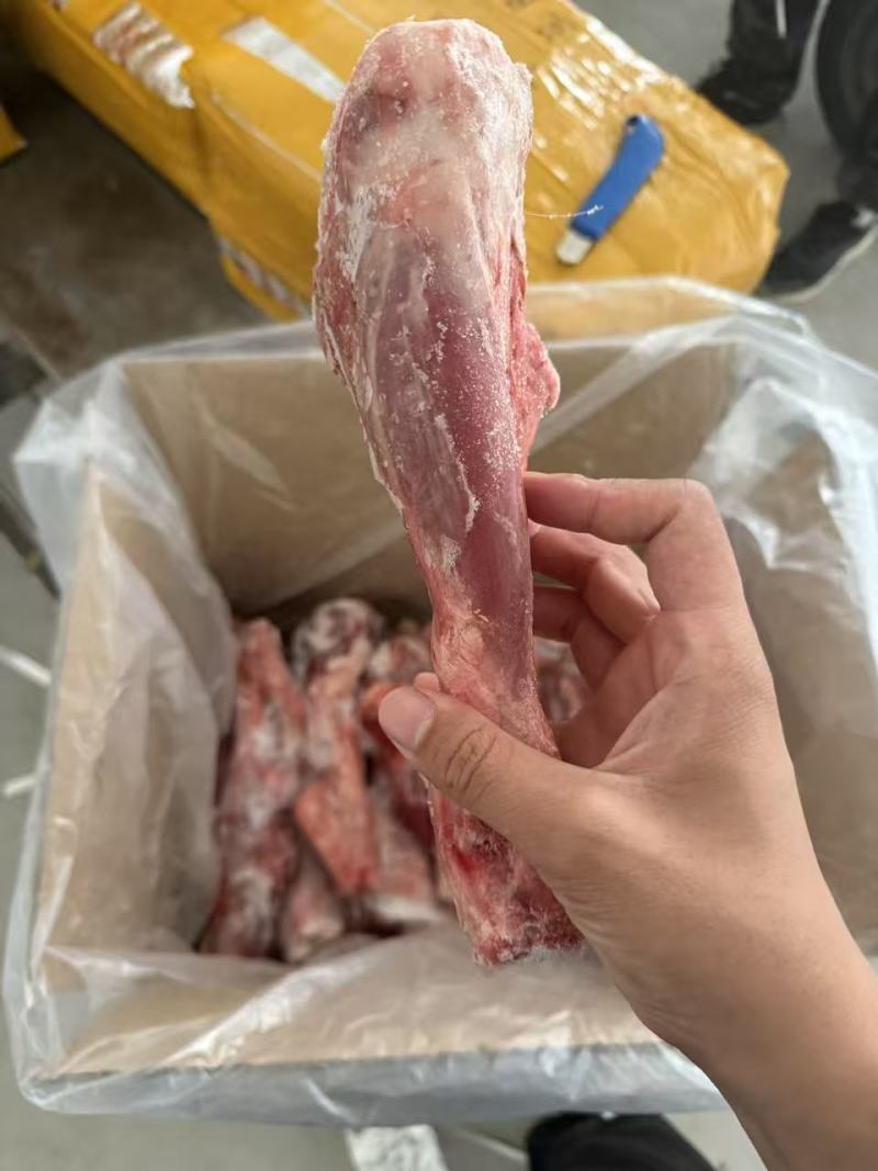 羊金刚羊前小腿