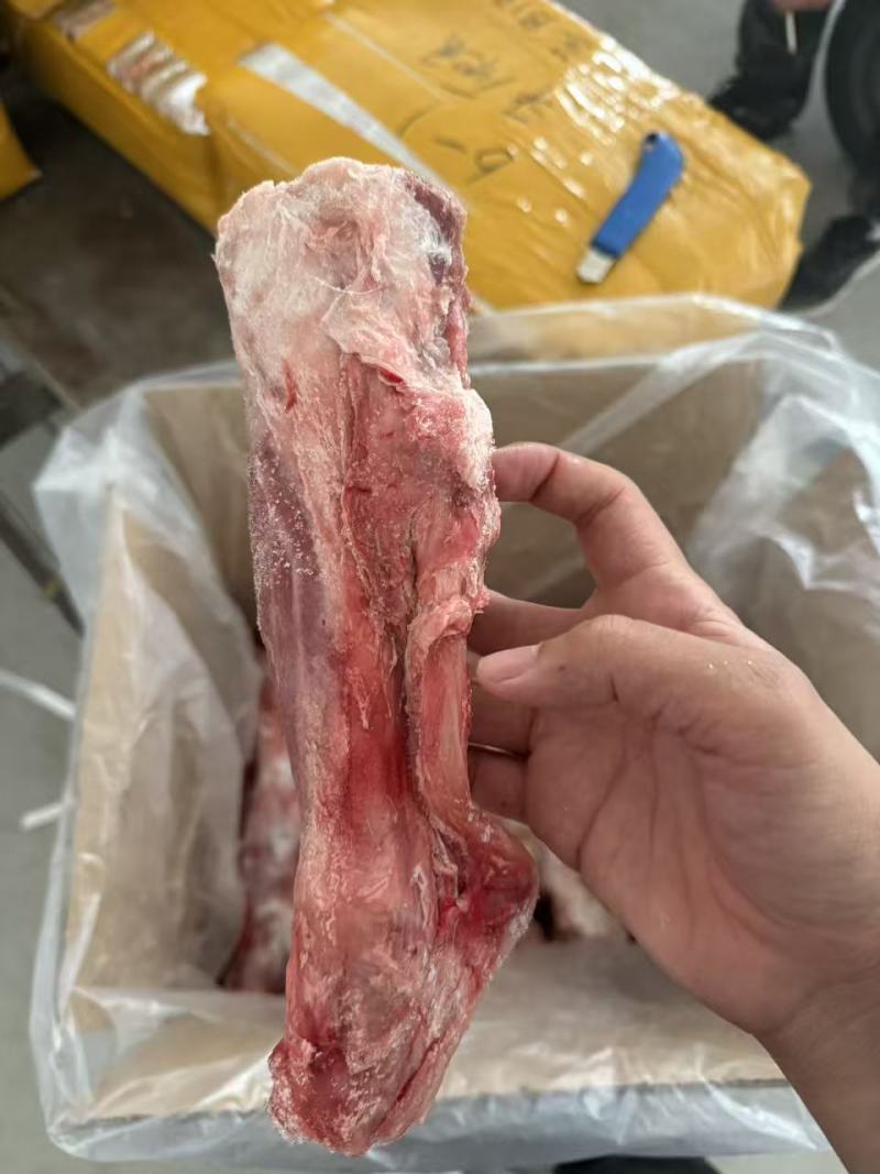羊金刚羊前小腿