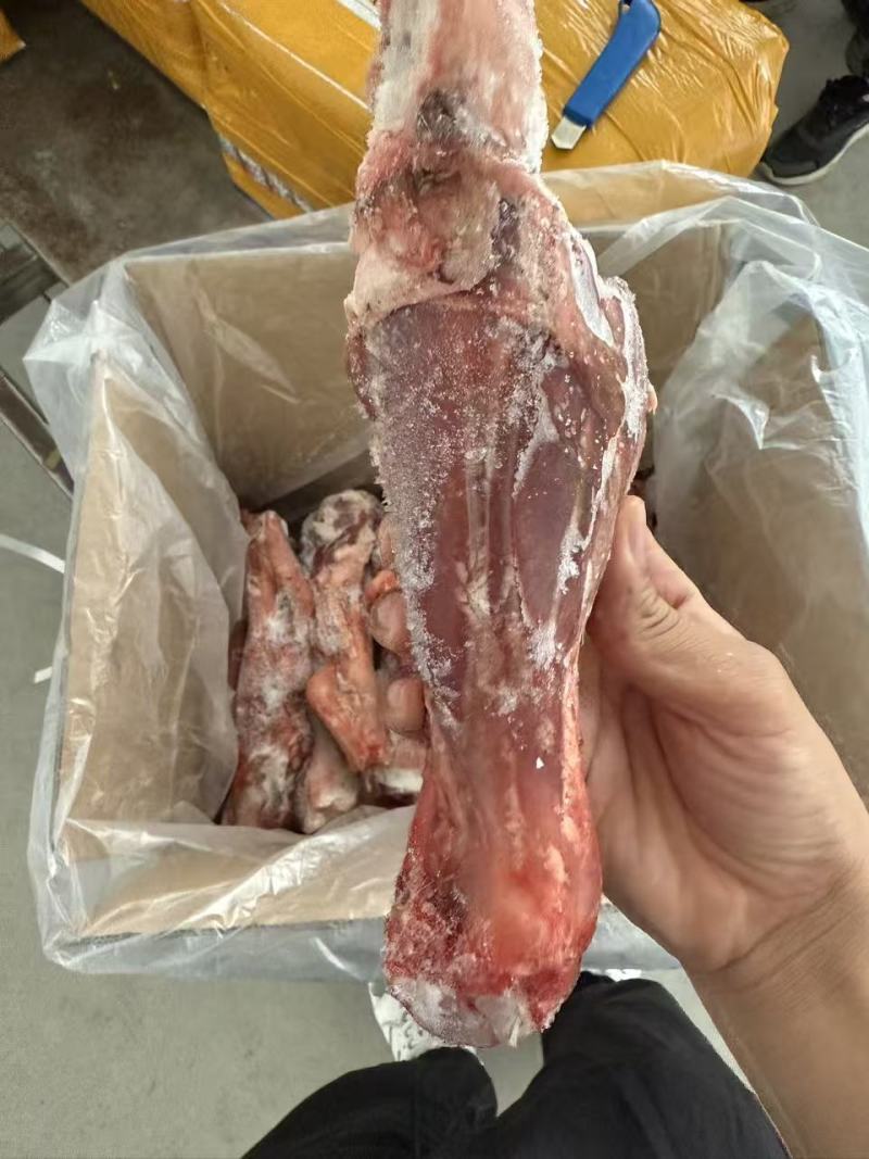 羊金刚羊前小腿