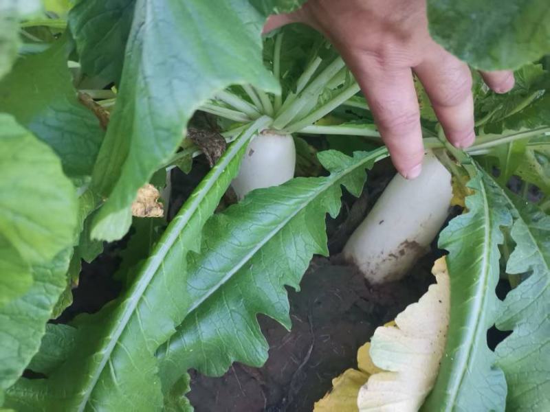急售河北保定涞水白萝卜