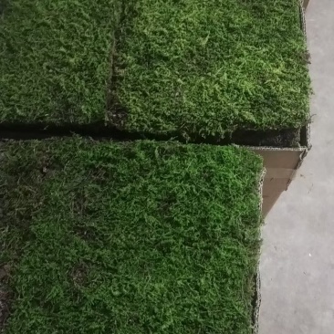 苔藓