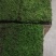 苔藓