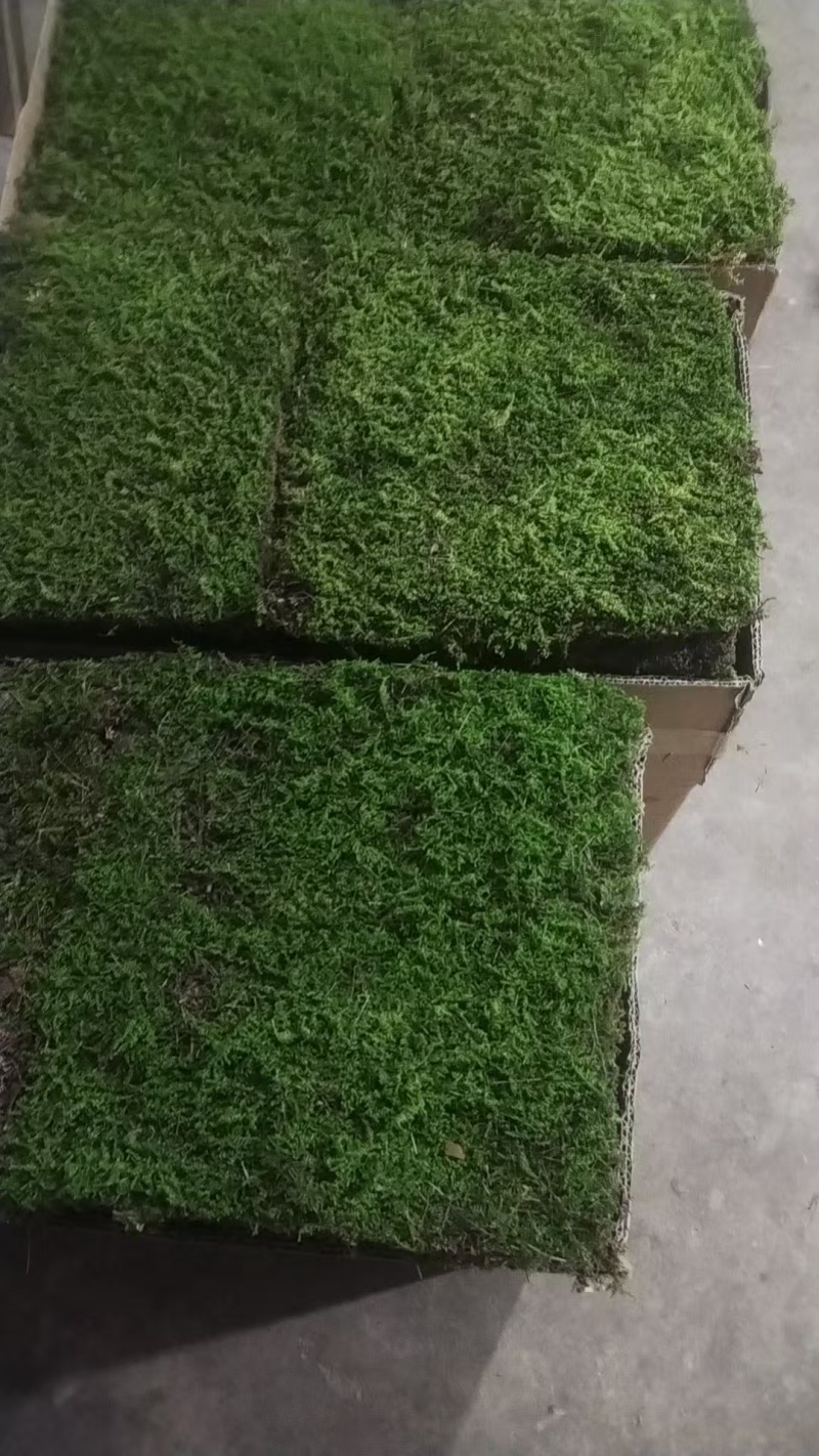 苔藓