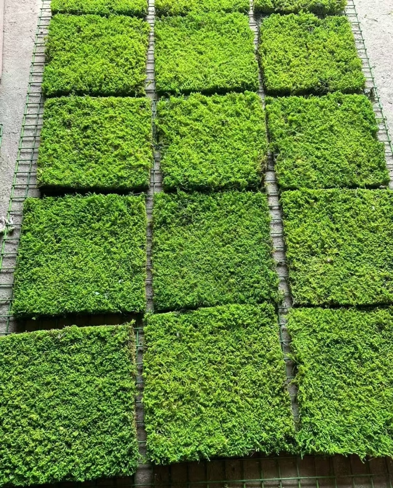 苔藓