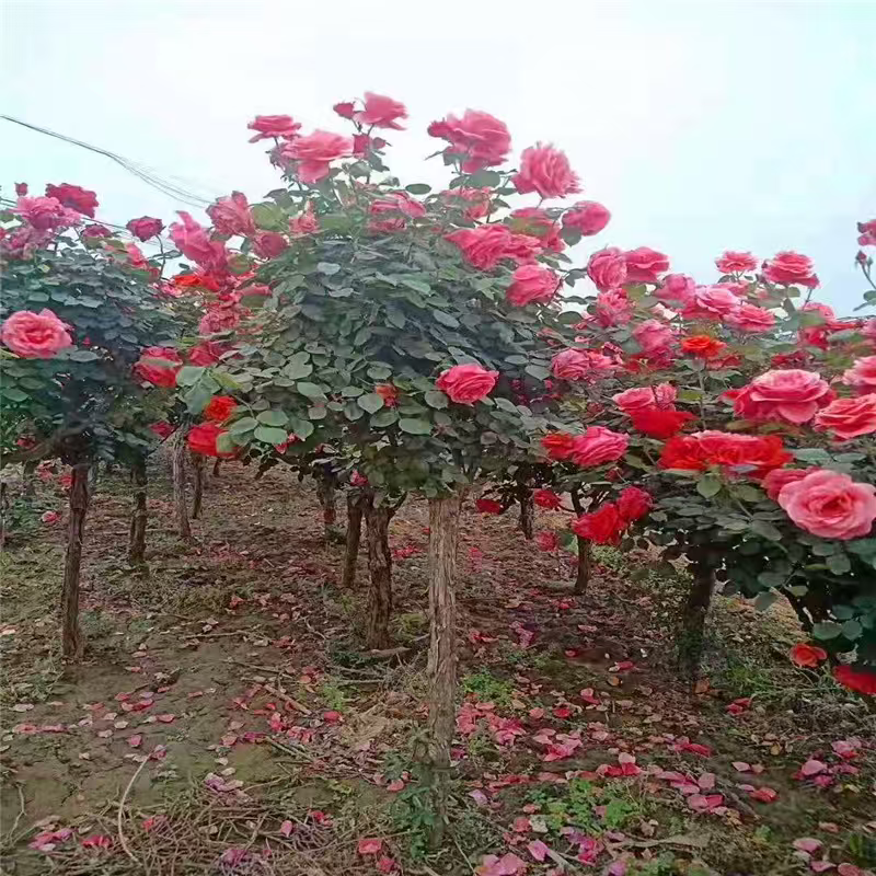 独杆月季