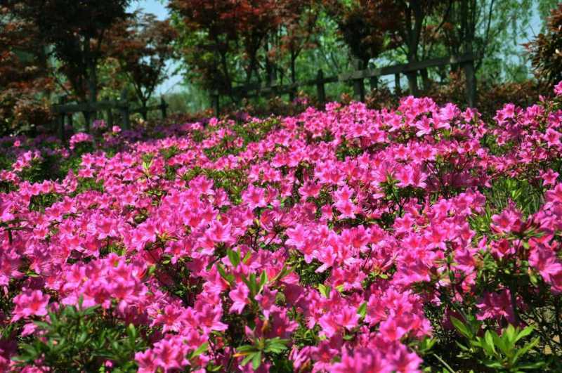 杜鹃花
