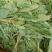 人参叶无硫质量保证诚信经营假一赔十