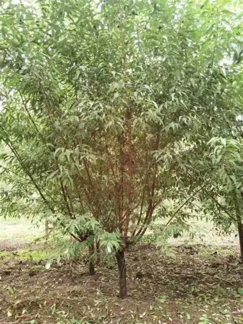 山桃树
