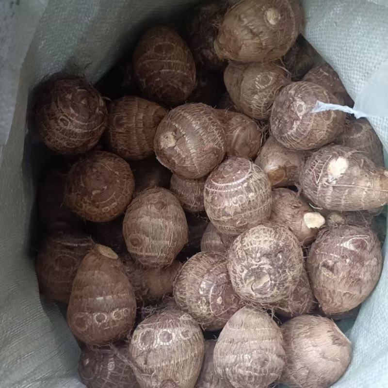 山东毛芋头种子云南8520芋头种云南豆包芋头种子牛奶芋头
