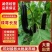 绿萼长茄茄子山东潍坊产地直销量大从优可视频看货对接全国