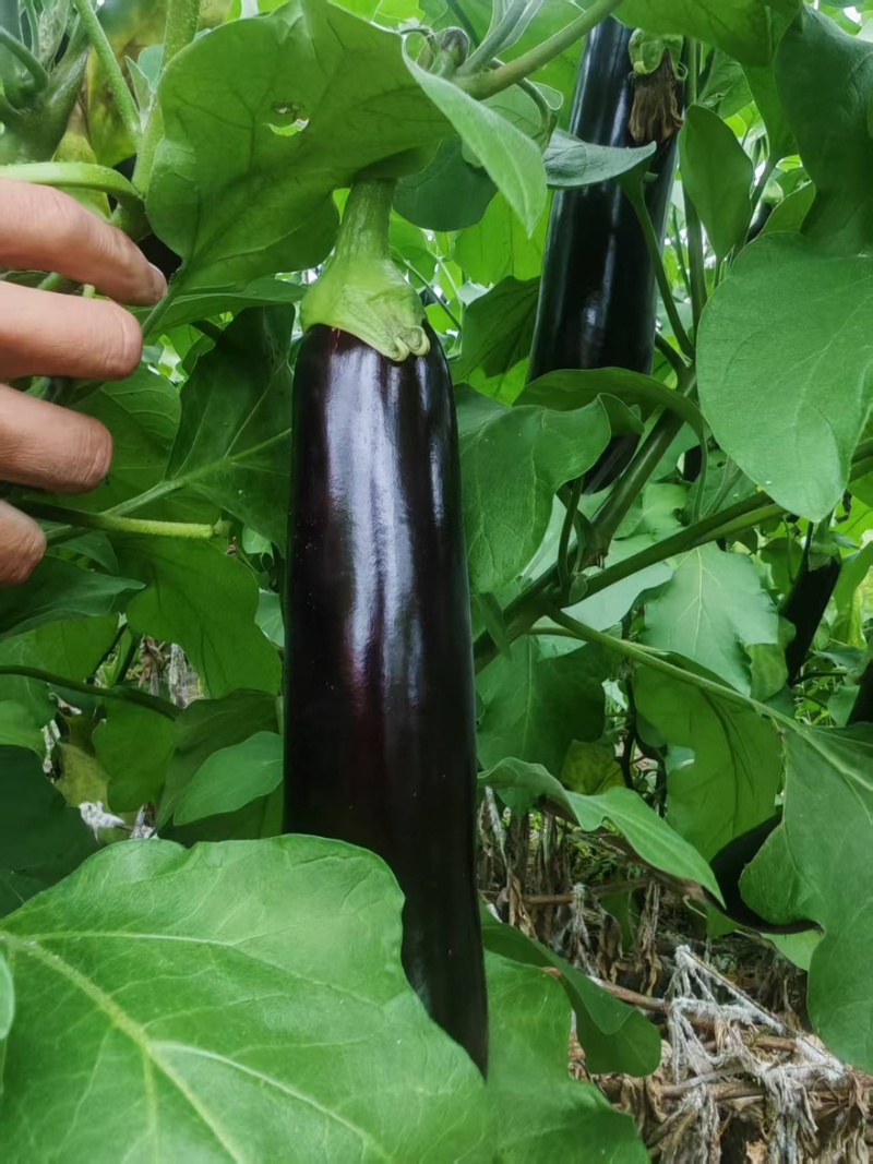绿萼长茄茄子山东潍坊产地直销量大从优可视频看货对接全国