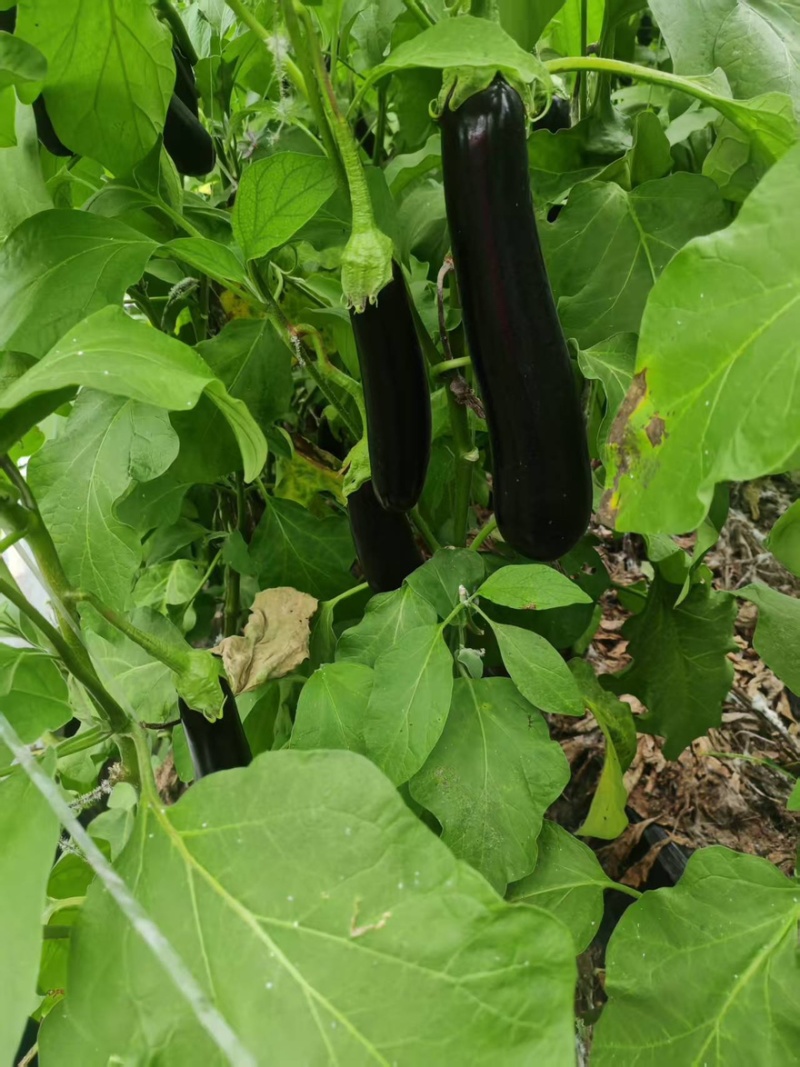 绿萼长茄茄子山东潍坊产地直销量大从优可视频看货对接全国