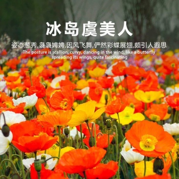 冰岛虞美人秋季播种，厂家批发，价格美丽花海打造