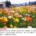 冰岛虞美人秋季播种，厂家批发，价格美丽花海打造