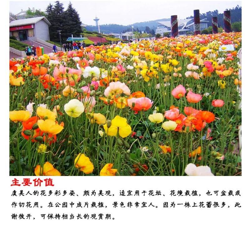 冰岛虞美人秋季播种，厂家批发，价格美丽花海打造