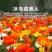 冰岛虞美人秋季播种，厂家批发，价格美丽花海打造