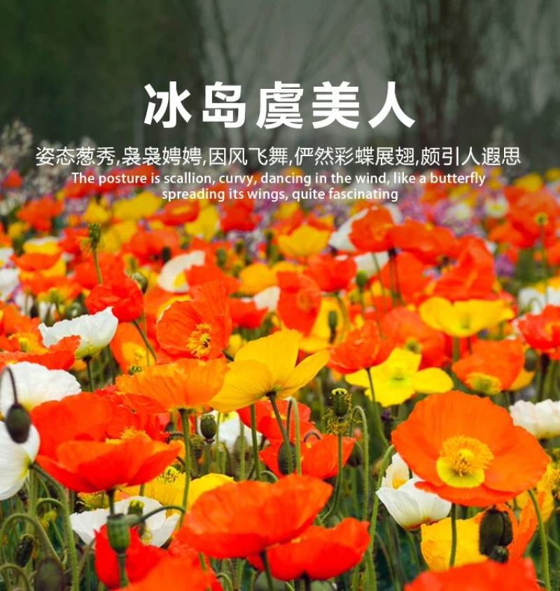 冰岛虞美人秋季播种，厂家批发，价格美丽花海打造