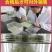 冰岛虞美人秋季播种，厂家批发，价格美丽花海打造