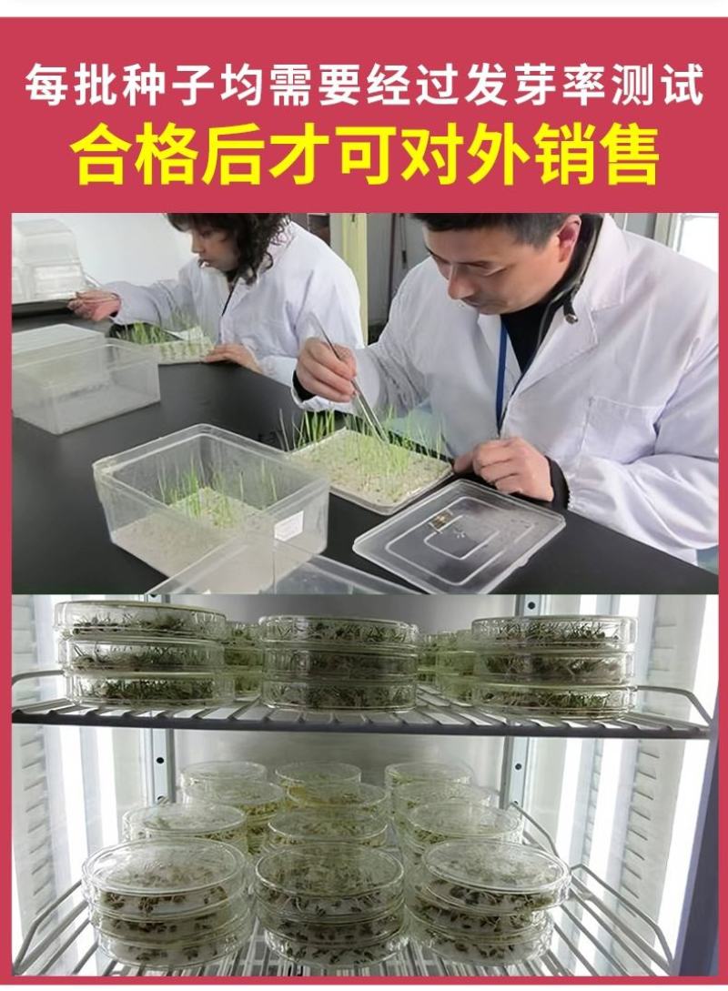 冰岛虞美人秋季播种，厂家批发，价格美丽花海打造