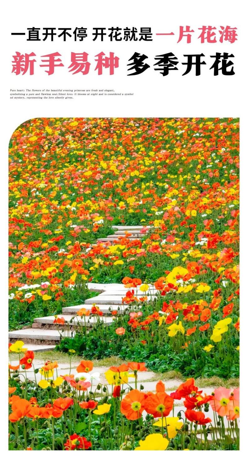 冰岛虞美人秋季播种，厂家批发，价格美丽花海打造