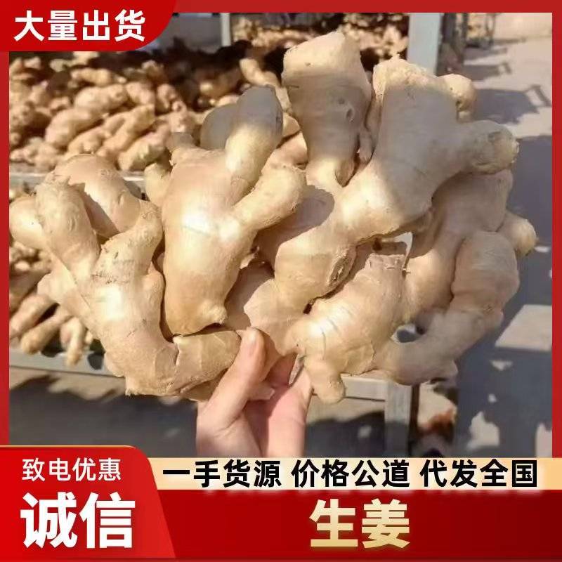 山东大黄姜，姜块，碎姜，水洗姜，风干姜老姜姜母都有