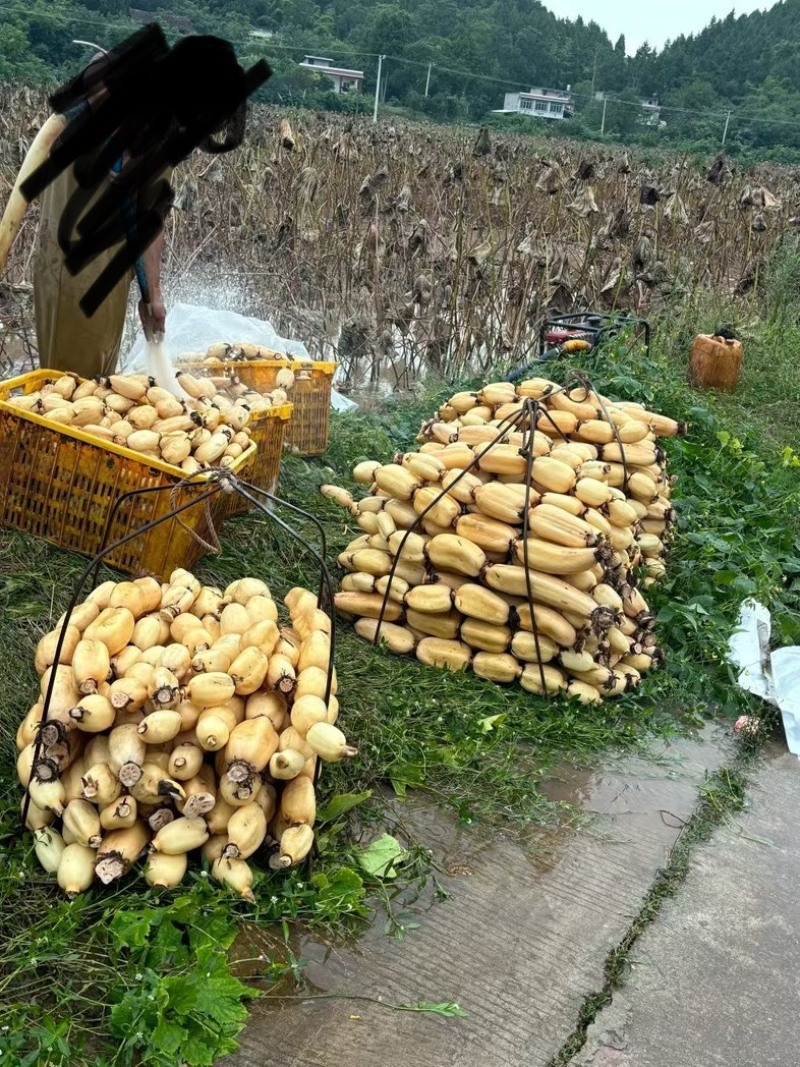 明天还有少量车位需要的老板可以联系我预定车位