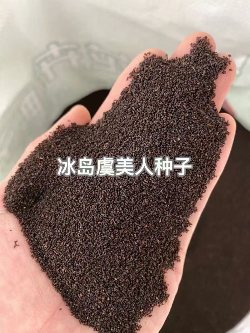 冰岛虞美人秋季播种，厂家批发，价格美丽花海打造
