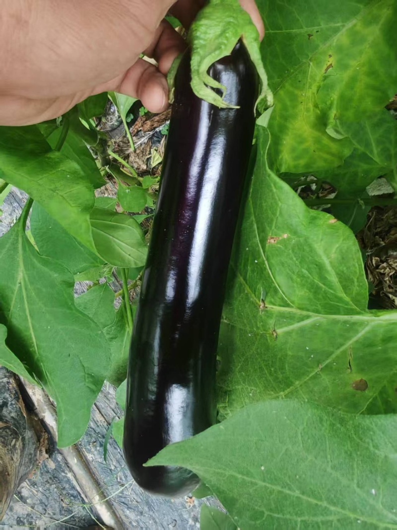 绿萼长茄茄子山东潍坊产地直销量大从优可视频看货对接全国