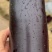 绿萼长茄茄子山东潍坊产地直销量大从优可视频看货对接全国