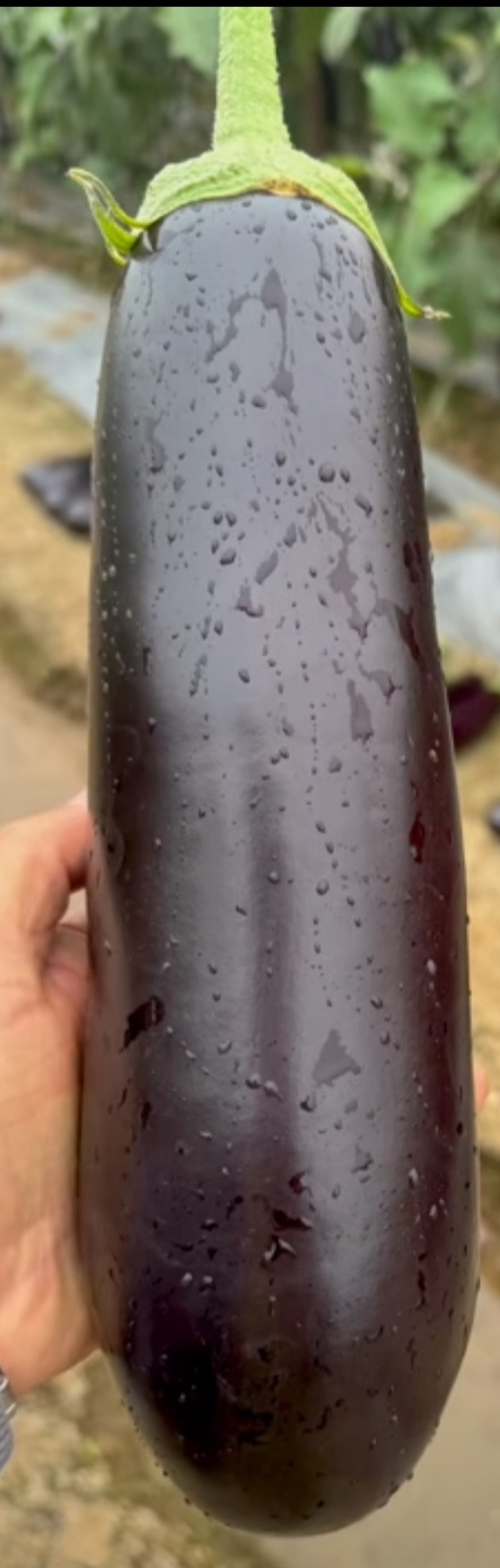 绿萼长茄茄子山东潍坊产地直销量大从优可视频看货对接全国