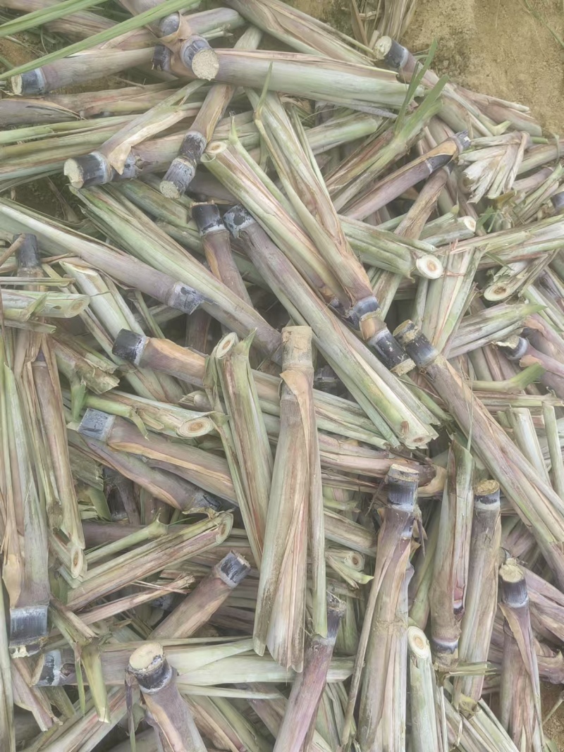 《万人合作商》广西黑皮甘蔗种苗基地直发提供技术指导一条龙